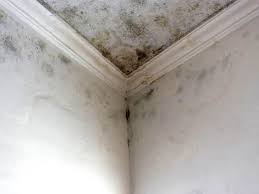 Best Mold Odor Removal Services in USA