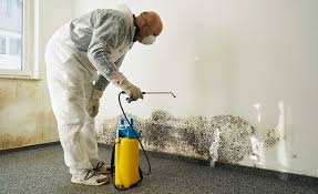 Best Attic Mold Removal in USA